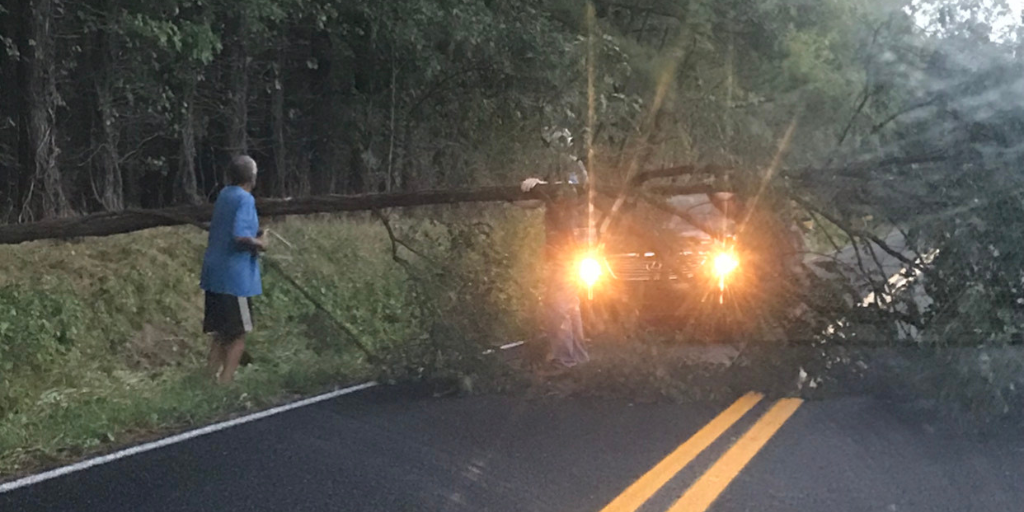 Tree on road