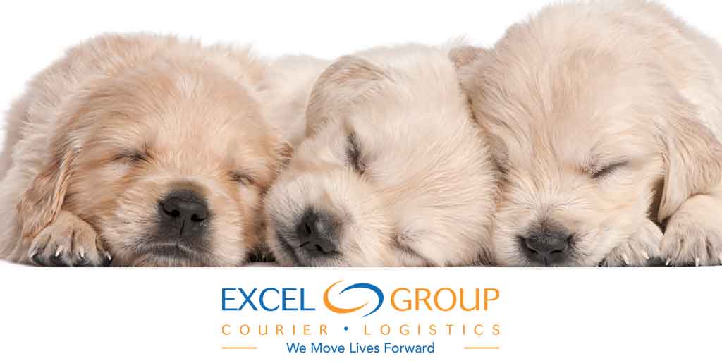 Excel courier delivers puppies